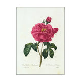 Red Rose