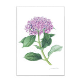 Hydrangea Illustrated by Nishimoto Otafuku